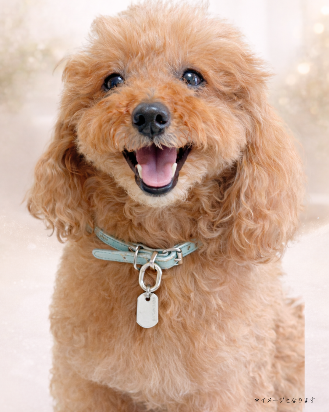 Terra Charm for Pets