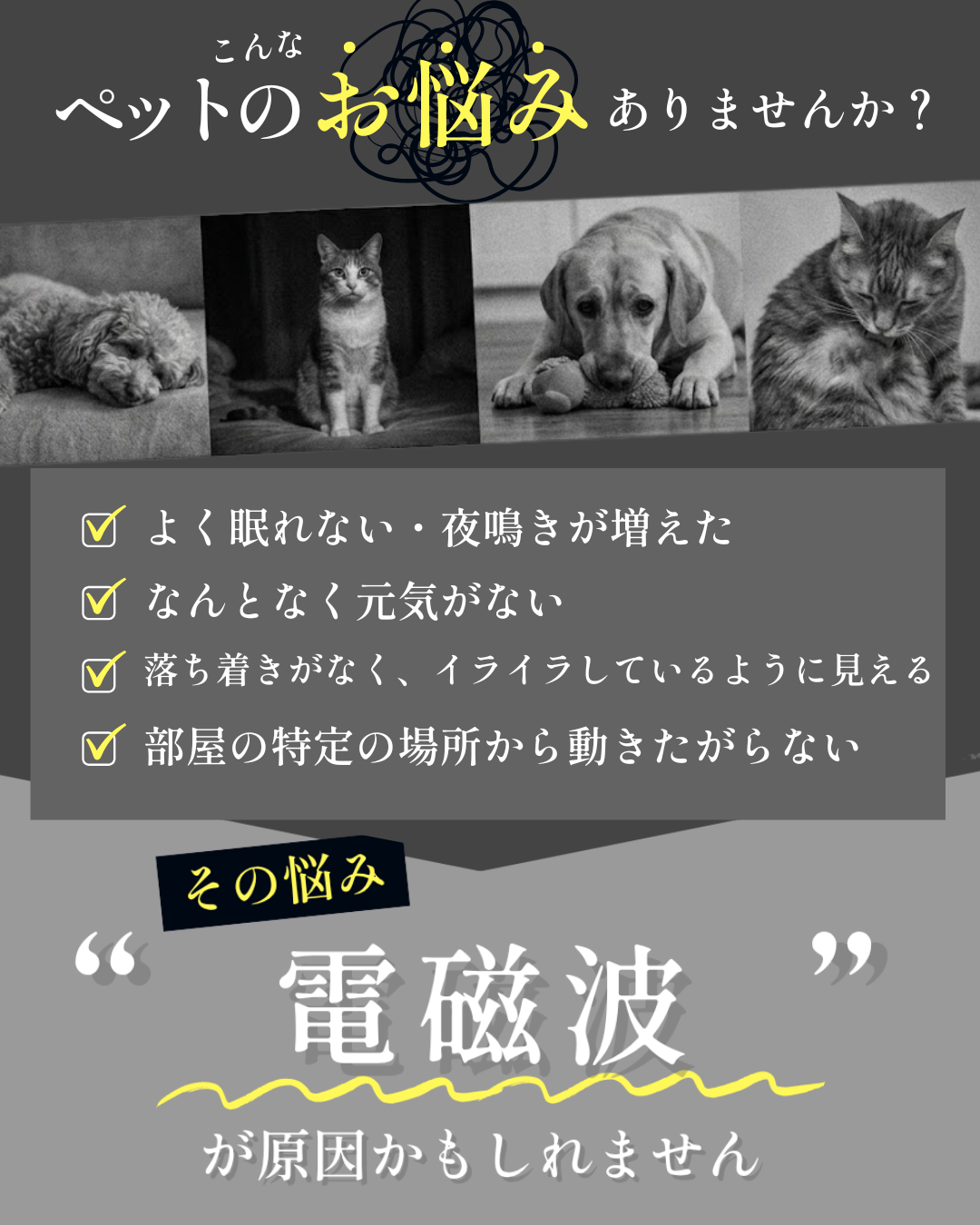 Amilla Moles for Pets