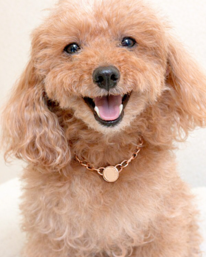 Amilla Nexus for Pets