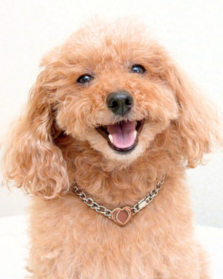 Cordis Nexus for Pets