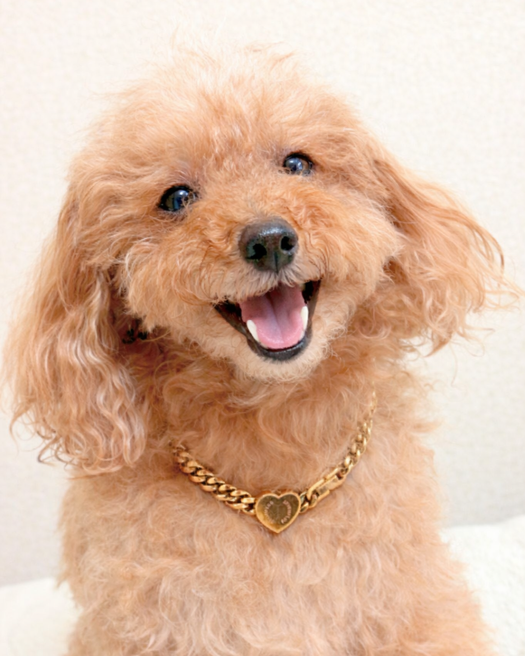 Cordis Moles for Pets